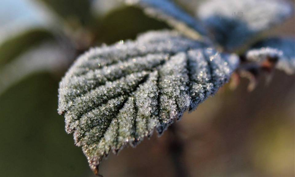 nature-4971408_1280